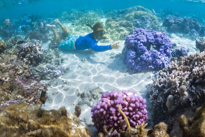1/2 day Tahaa coral garden - departure Raiatea / ideal for cruise passengers - The boat ride from Raiatea adds real value