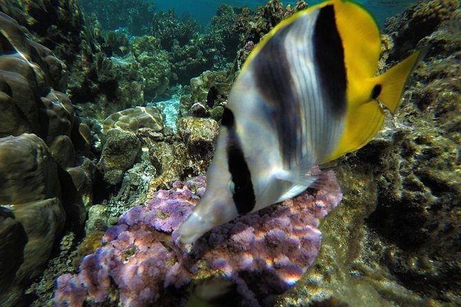 1/2 day Tahaa coral garden - departure Raiatea / ideal for cruise passengers - Guides make the difference in a moving channel