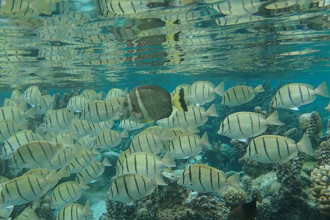 1/2 day Tahaa coral garden - departure Raiatea / ideal for cruise passengers - Tide, current, and coral care matter