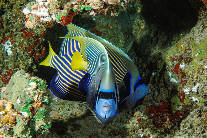 1/2 day Tahaa coral garden - departure Raiatea / ideal for cruise passengers - Is the $144.54 price fair?