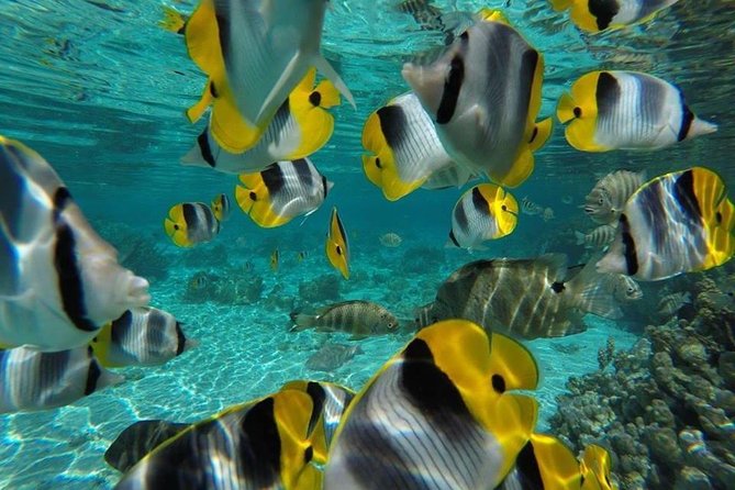1/2 day Tahaa coral garden - departure Raiatea / ideal for cruise passengers - Who should book this Raiatea excursion?
