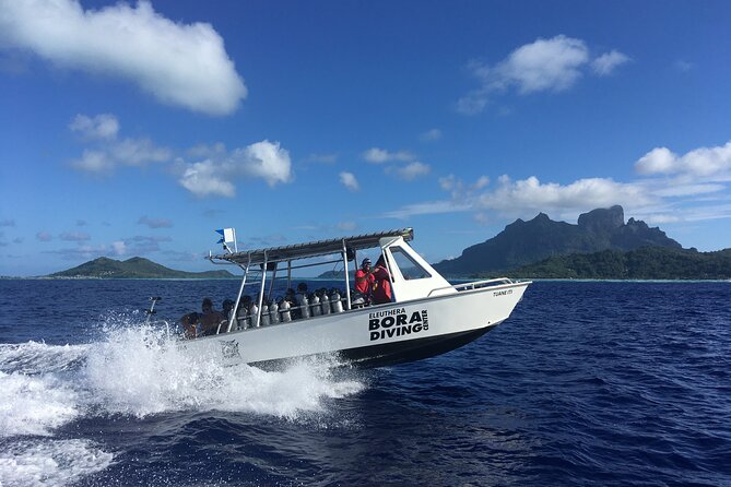 1 Afternoon Dive for Certified Divers in Bora Bora - What this two-hour outing is really like