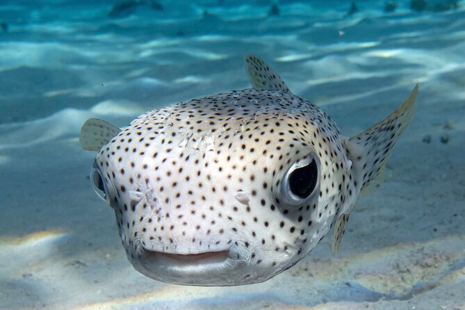 1 Afternoon Dive for Certified Divers in Bora Bora - Why the five-person limit helps