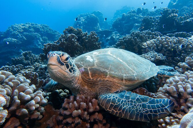 1 Afternoon Dive for Certified Divers in Bora Bora - Afternoon timing and transport