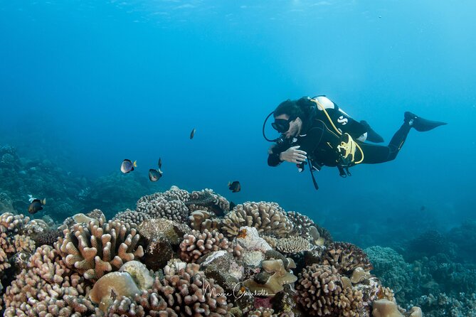 1 Afternoon Dive for Certified Divers in Bora Bora - Weather, cancellation, and small practical details