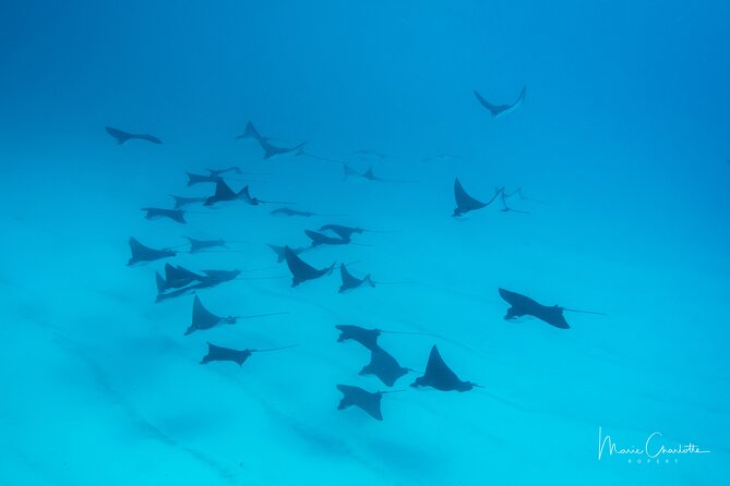 1 Afternoon Dive for Certified Divers in Bora Bora - Lagoon or reef, what changes for you