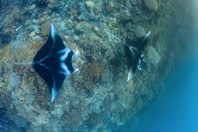 2 Dives in the morning for certified divers in Bora Bora - At a glance