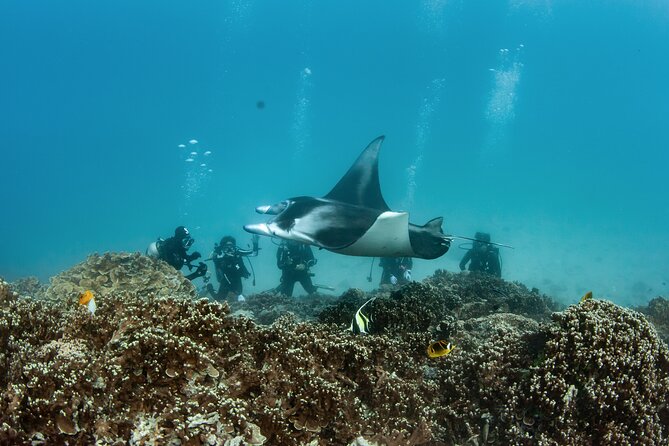 2 Dives in the morning for certified divers in Bora Bora - Is $235.69 a fair price?