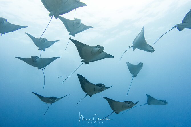2 Dives in the morning for certified divers in Bora Bora - Why the lagoon encounter can be the morning’s highlight