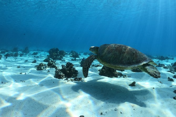 2 hours discovery tour of Moorea by Jet Ski - Stop one: the coral garden near Tiahura
