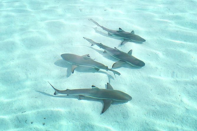 3-hour Lagoon Snorkeling Tour - Shared Tour - Meeting stingrays and blacktip sharks in shallow water