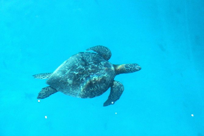 3-hour Lagoon Snorkeling Tour - Shared Tour - Fruit, drinks, and the small touches