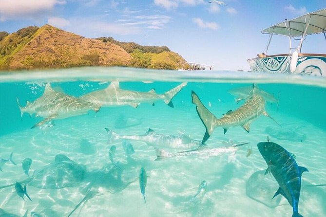 3-hour Lagoon Snorkeling Tour - Shared Tour - Rain, current, and other things to expect