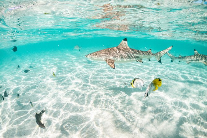 3-Hour Snorkeling Tour - Families and beginners can enjoy it, with a few limits