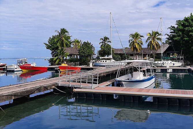 3h dolphin and snorkeling tour in a wild lagoon with Mobydick - Why the guide matters in a wild lagoon