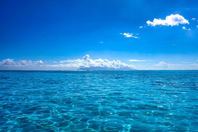 3h dolphin and snorkeling tour in a wild lagoon with Mobydick - What the $144.54 price means