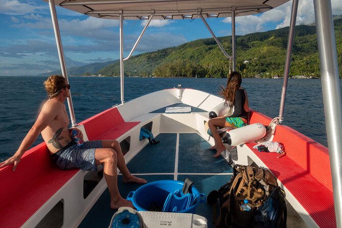 3h dolphin and snorkeling tour in a wild lagoon with Mobydick - Season, timing, and weather