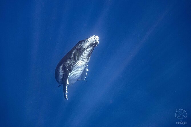 3h dolphin and snorkeling tour in a wild lagoon with Mobydick - Who will enjoy this outing most