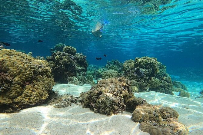 3h dolphin and snorkeling tour in a wild lagoon with Mobydick - The main stop: snorkeling over coral formations