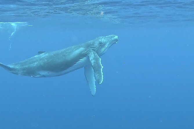 4 Hour Private Humpback Whales Encounter in Moorea - What past experiences suggest you might see