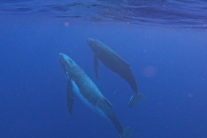 4 Hour Private Humpback Whales Encounter in Moorea - The four-hour outing from Coco Beach