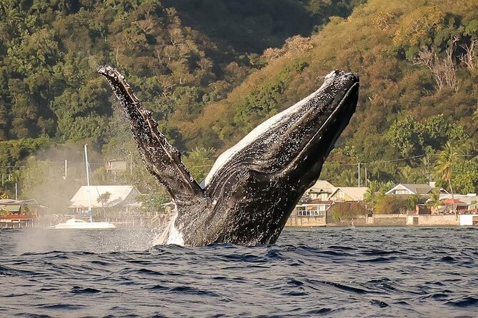 4 Hours of Humpback Whale Watching in Tahiti - Key points for your four hours at sea
