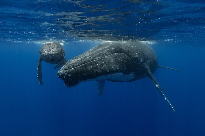 4 Hours of Humpback Whale Watching in Tahiti - Setting out from Puna’auia for the whale search