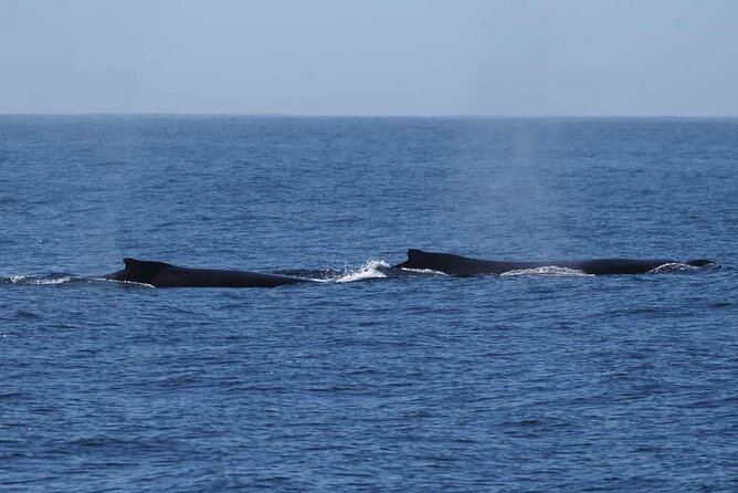 4 Hours of Humpback Whale Watching in Tahiti - What you might see besides humpbacks