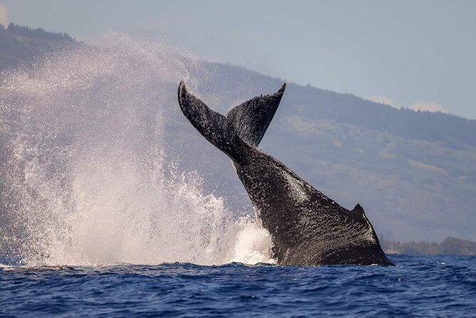 4 Hours of Humpback Whale Watching in Tahiti - Who should book this Tahiti outing?