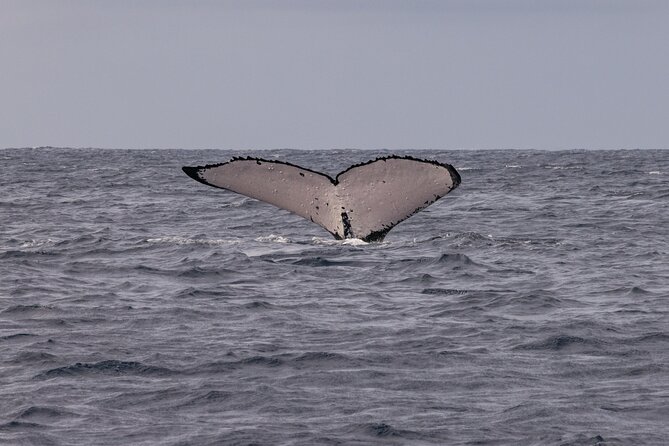 4 Hours of Humpback Whale Watching in Tahiti - Listening for humpbacks with the hydrophone