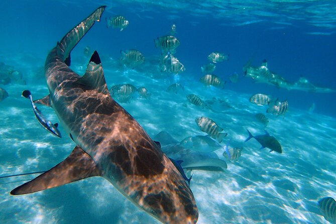 6 Hour Private Boat Activity with Snorkeling & Lunch - Dolphins and seasonal whales