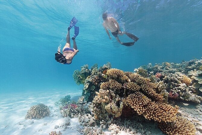 A Cook Islands Turtle Tour - small groups, premium experience - Key points at a glance