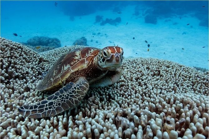A Cook Islands Turtle Tour - small groups, premium experience - Meeting Papa Turtle’s team in Rarotonga