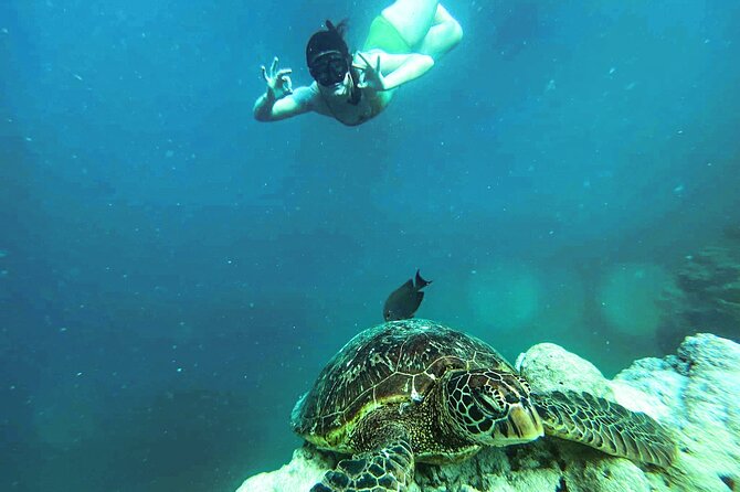 A Cook Islands Turtle Tour - small groups, premium experience - Why the small group changes the experience