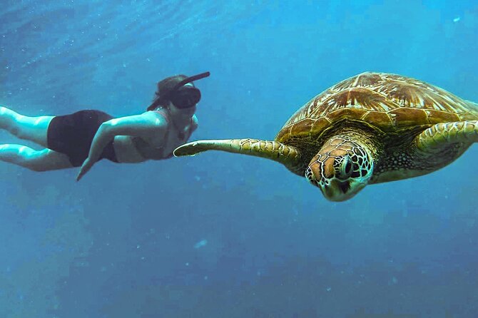 A Cook Islands Turtle Tour - small groups, premium experience - Finding turtles without wasting your morning