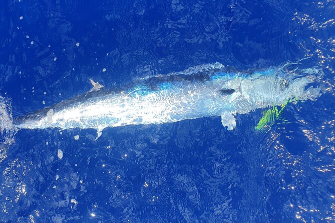 A Day of Big Game Fishing in a small group - What the guide team adds