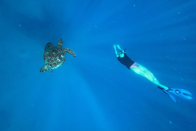 A Turtle Tour on Rarotonga - small groups, premium experience - Key points before you book