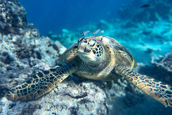 A Turtle Tour on Rarotonga - small groups, premium experience - Meeting turtles in Rarotonga’s Passage