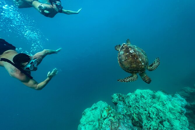 A Turtle Tour on Rarotonga - small groups, premium experience - Why the small group makes a difference
