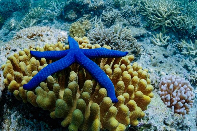 A Turtle Tour on Rarotonga - small groups, premium experience - Premium gear and help in the water