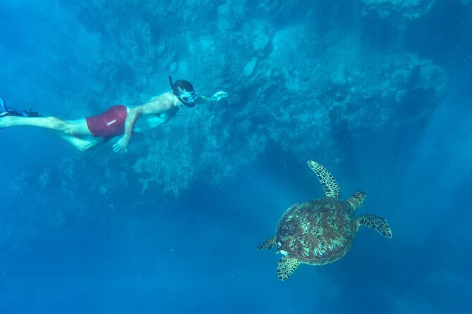 A Turtle Tour on Rarotonga - small groups, premium experience - The current is part of the adventure