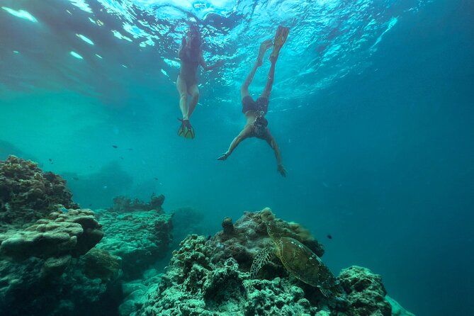 A Turtle Tour on Rarotonga - small groups, premium experience - What you may see beneath the surface