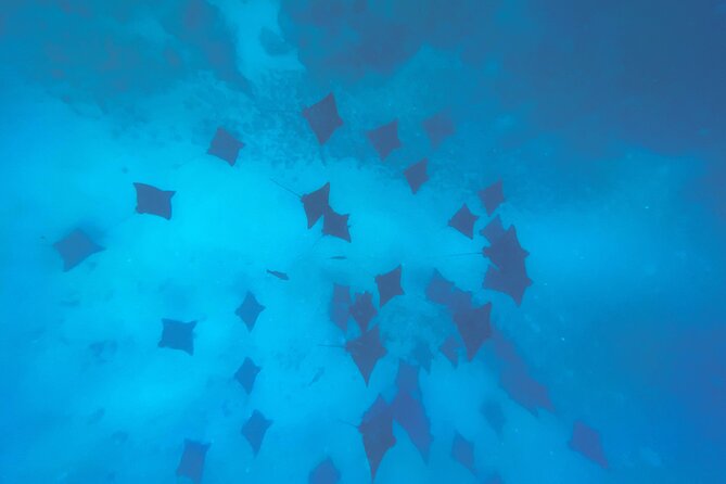 A Turtle Tour on Rarotonga - small groups, premium experience - Is $119.77 a fair price?
