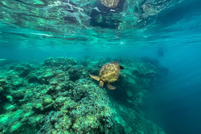 A Turtle Tour on Rarotonga - small groups, premium experience - Who will enjoy this turtle tour most?