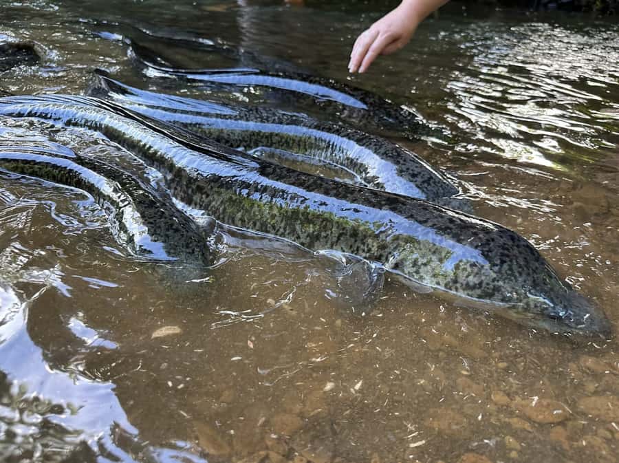 Albert Tours Excursion Safari - Moorea Safari tours&pick up - River crossings and freshwater eels add the fun
