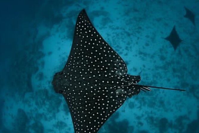 An Eagle Ray and Turtle Tour-Small Groups & Photography Included - Timing, weather, and cancellation rules