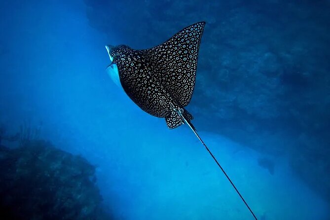 An Eagle Ray and Turtle Tour-Small Groups & Photography Included - Meeting turtles beneath Rarotonga’s clear water