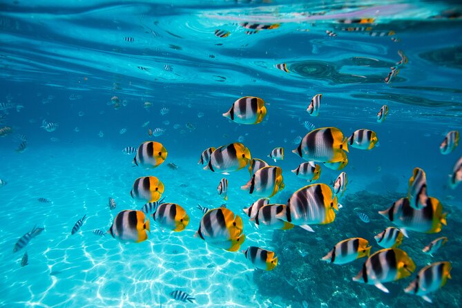 An Immersed Day in Bora Bora with O-sea - Practical details for your day