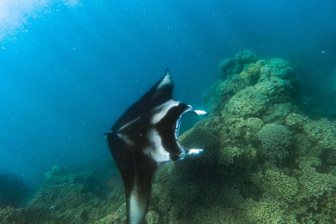 An Immersed Day in Bora Bora with O-sea - Swimming with rays in Bora Bora’s lagoon