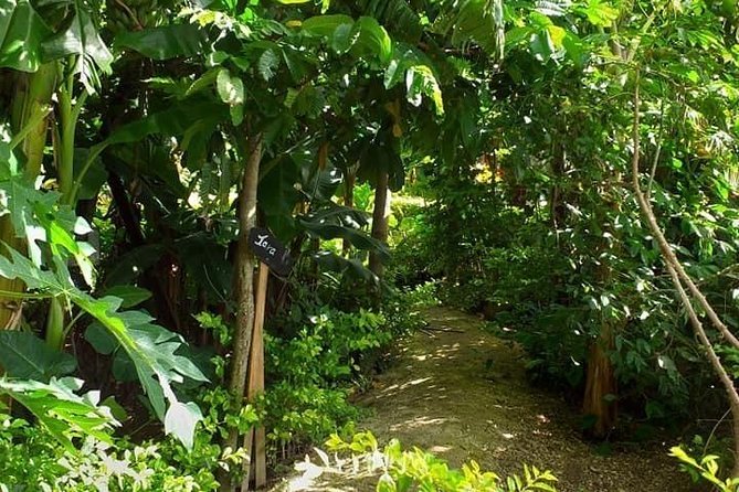 Ancient Tonga Cultur Tour 2hr Full Culture Tour - Plants, medicine, and local beauty products